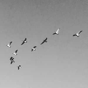 Meet your Posher, Anika